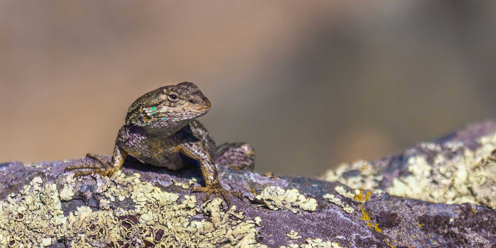 dune-sagebrush-lizard